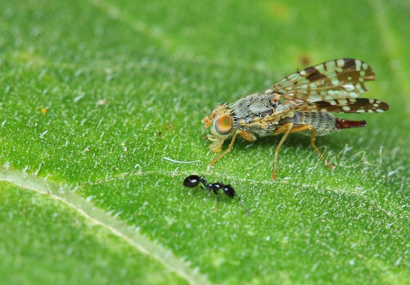 IMAGE: http://img.photobucket.com/albums/v714/DeepWoodsDecals/Macro/IMG_4859_MACRO_05_29_12-copy.jpg