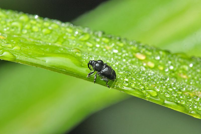 IMAGE: http://img.photobucket.com/albums/v714/DeepWoodsDecals/Macro/IMG_4898_MACRO_06_14_12-copy.jpg