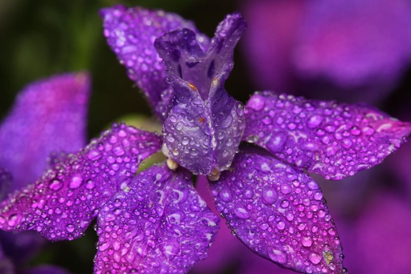 IMAGE: http://img.photobucket.com/albums/v714/DeepWoodsDecals/Macro/IMG_4902_MACRO_06_14_12-copy.jpg