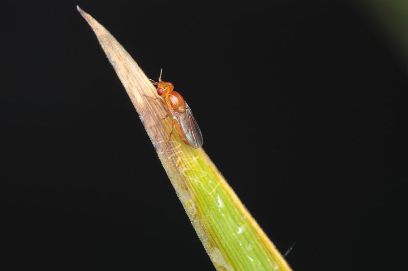 IMAGE: http://img.photobucket.com/albums/v714/DeepWoodsDecals/Macro/IMG_4942_MACRO_06_14_12-copy.jpg