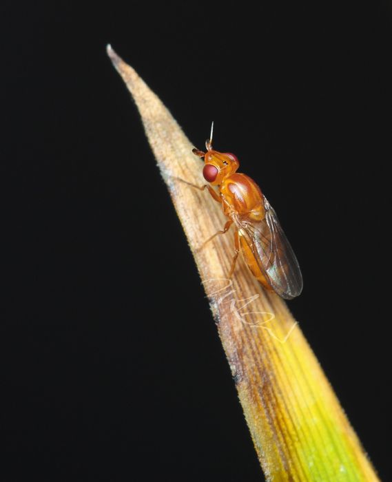 IMAGE: http://img.photobucket.com/albums/v714/DeepWoodsDecals/Macro/IMG_4943_MACRO_06_14_12-copy.jpg