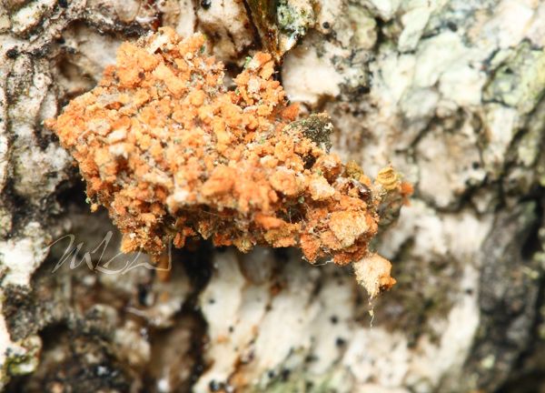 IMAGE: http://img.photobucket.com/albums/v714/DeepWoodsDecals/Macro/IMG_4982_MACRO_06_14_12-copy.jpg