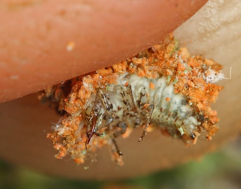 IMAGE: http://img.photobucket.com/albums/v714/DeepWoodsDecals/Macro/IMG_4986_MACRO_06_14_12-copy.jpg