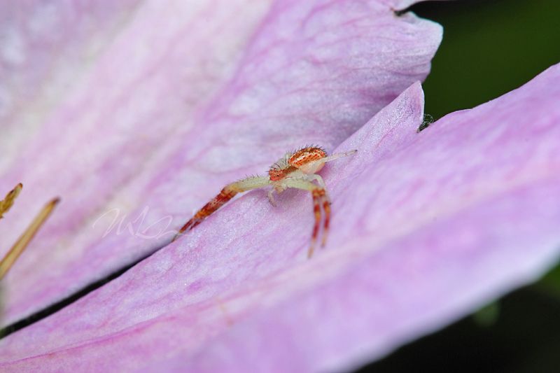 IMAGE: http://img.photobucket.com/albums/v714/DeepWoodsDecals/Macro/IMG_5093_MACRO_06_24_12.jpg