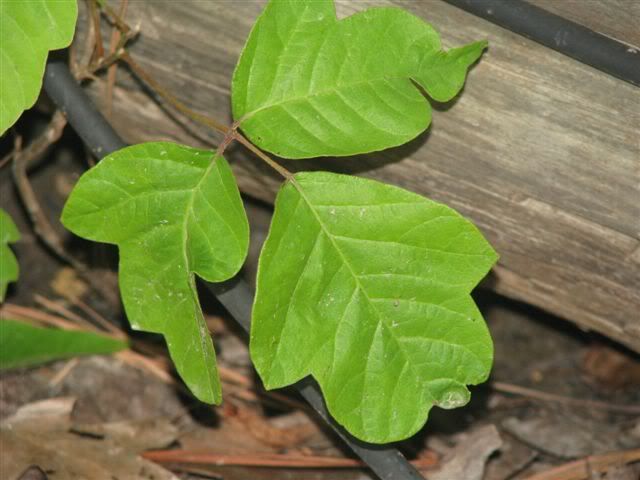 poison oak vine pictures. rhyme mostpoison oak grows