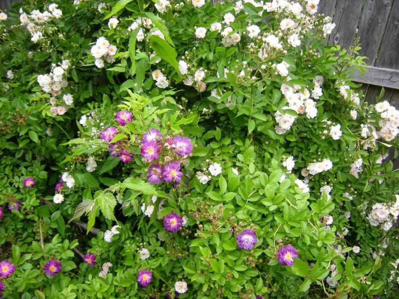 daphne and veilchenblau