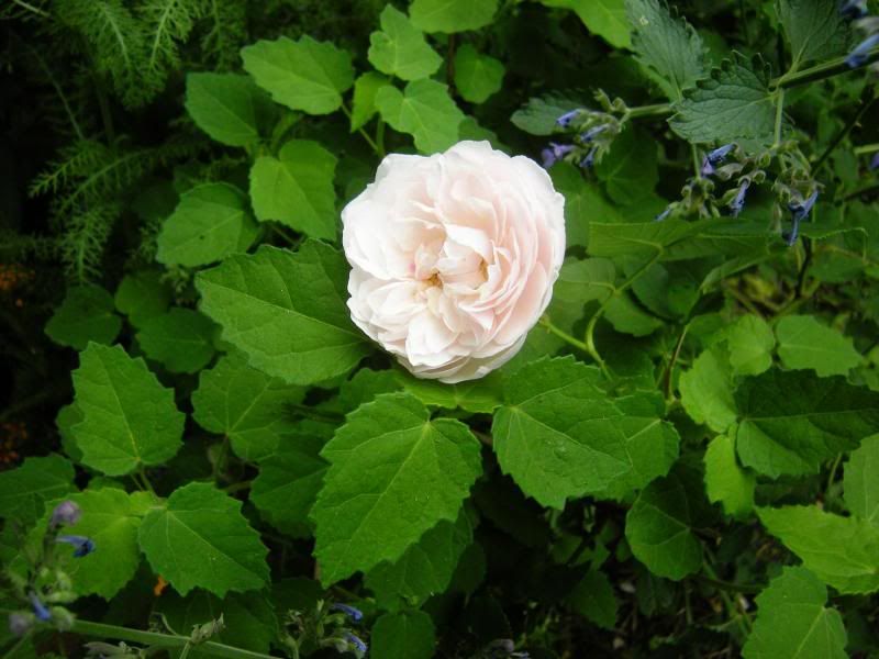 comtesse de rocquigny