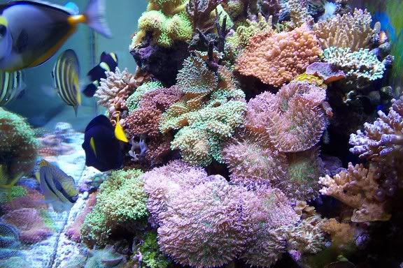 Tank Of The Month Soft Corals