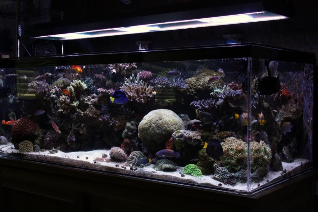 All VORTECH tank index - Reef Central Online Community