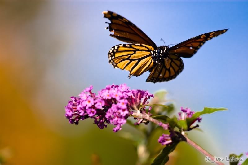 IMAGE: http://img.photobucket.com/albums/v715/Jon205587/_MG_1913-2.jpg