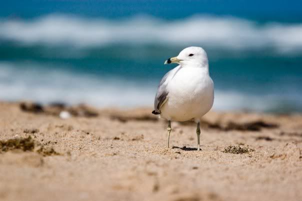 IMAGE: http://img.photobucket.com/albums/v715/Jon205587/bird.jpg