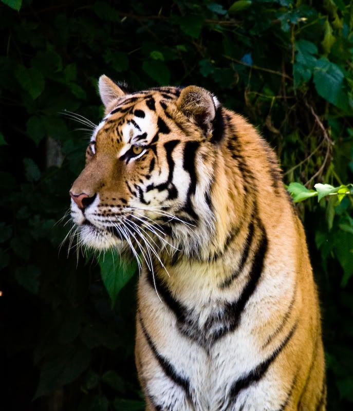 IMAGE: http://img.photobucket.com/albums/v715/Jon205587/tiger-2.jpg