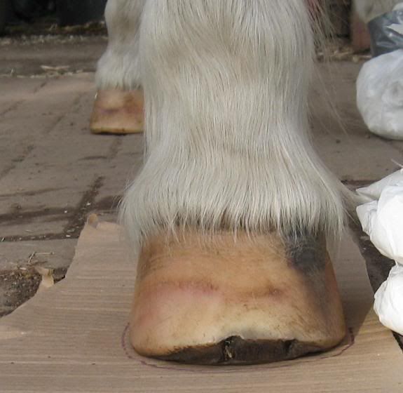 hoof care of horse with laminitis Horse and Hound Forum