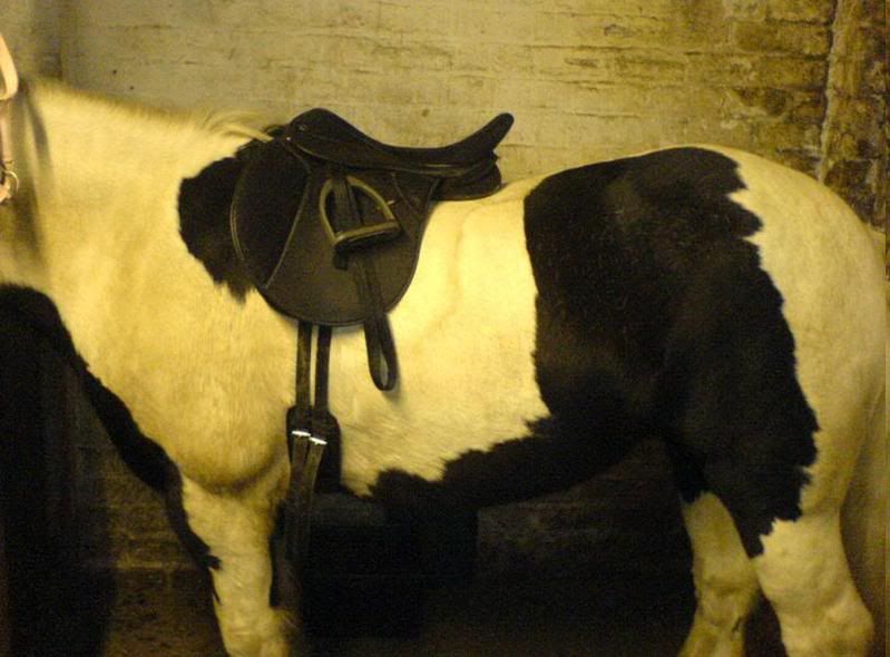 Are girth grooves forward of saddle billets for most horses? New