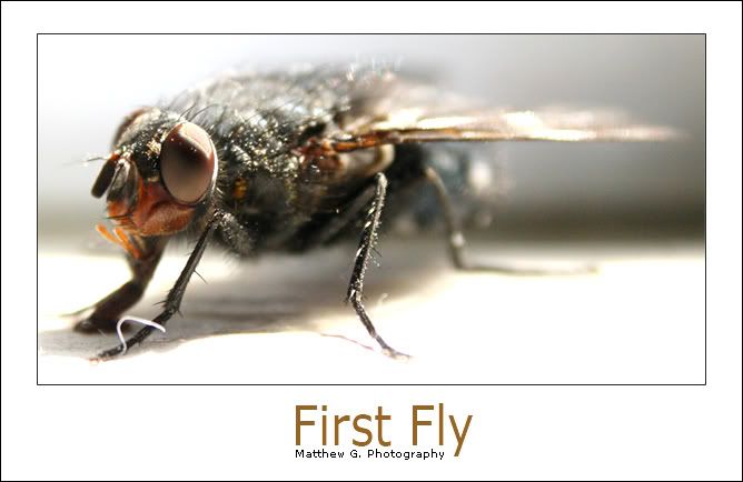 IMAGE: http://img.photobucket.com/albums/v715/kninja0/IMG_3293.jpg