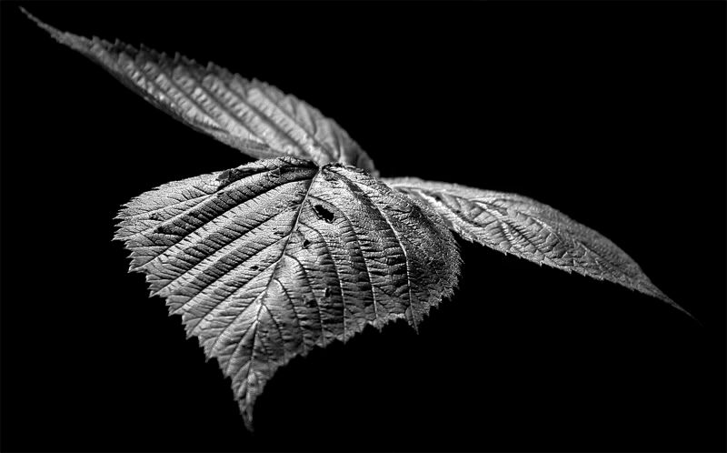 IMAGE: http://img.photobucket.com/albums/v715/kninja0/Lasers/XT%20Camera/deadly.jpg