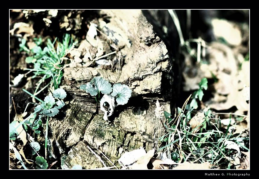 IMAGE: http://img.photobucket.com/albums/v715/kninja0/Untitled12-1.jpg