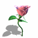 rose.gif