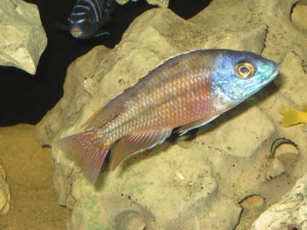 Any tricks to getting a few peacocks to color up? | Cichlid Fish Forum