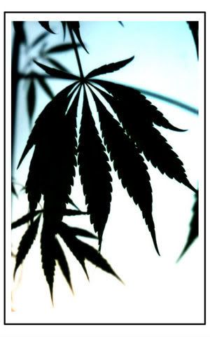 weed art leaf blue Pictures, Images and Photos