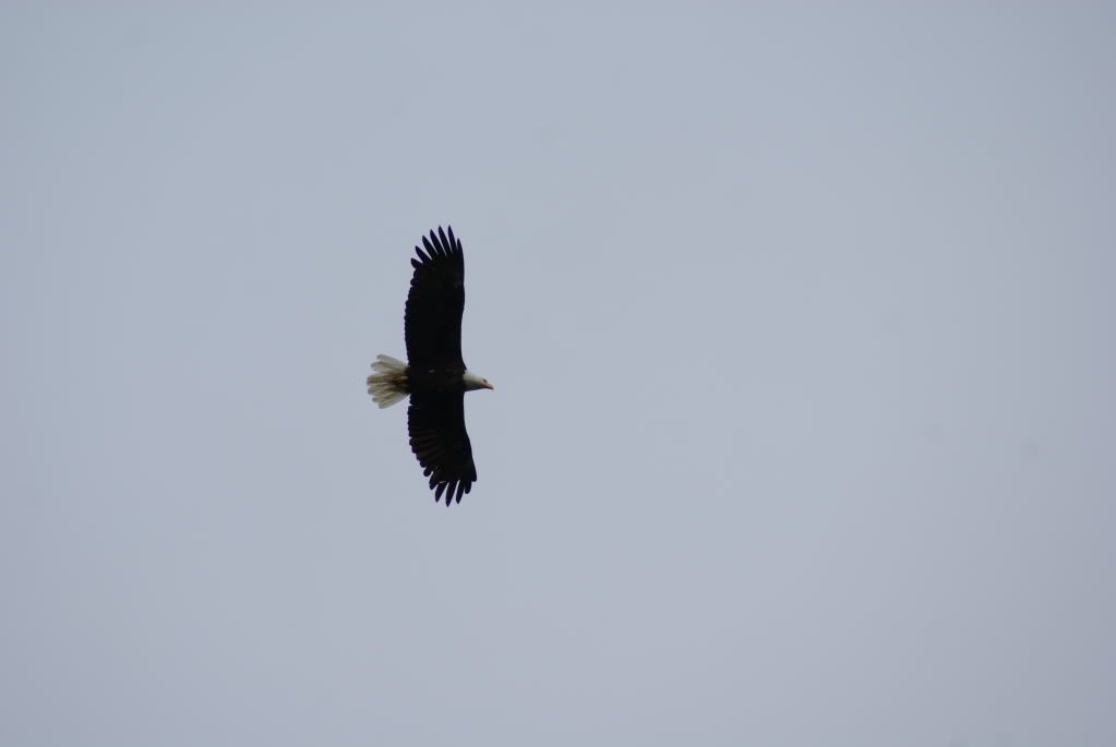 DSC01677.jpg