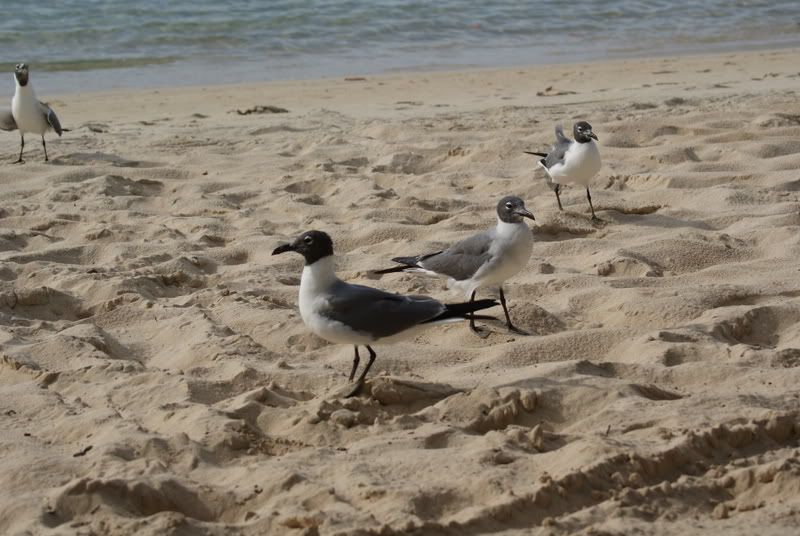 DSC04976.jpg