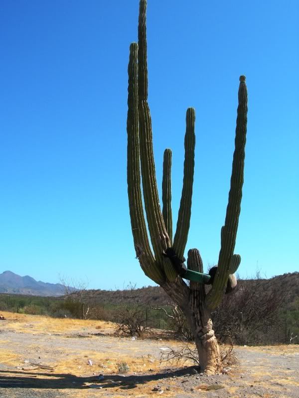 mex291.jpg
