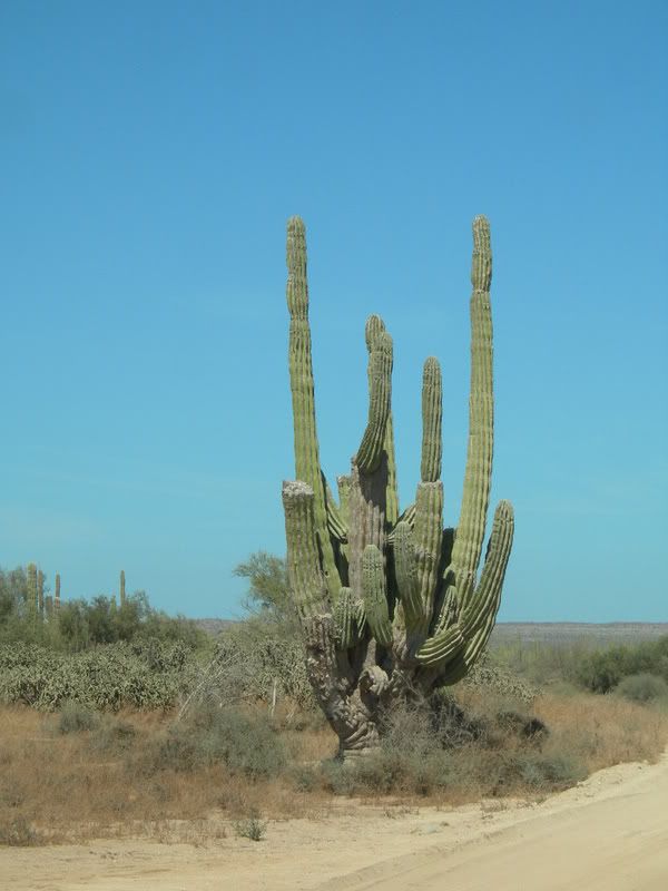 mex528.jpg