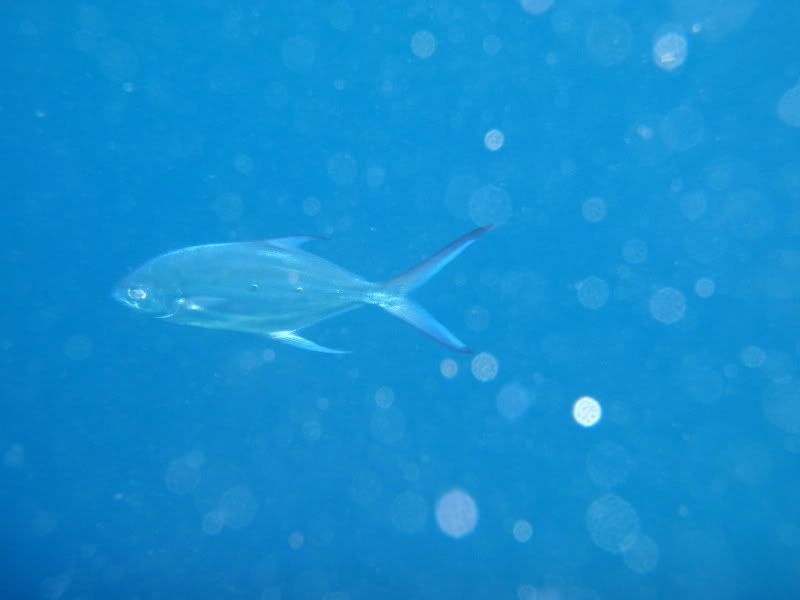 PC290042.jpg