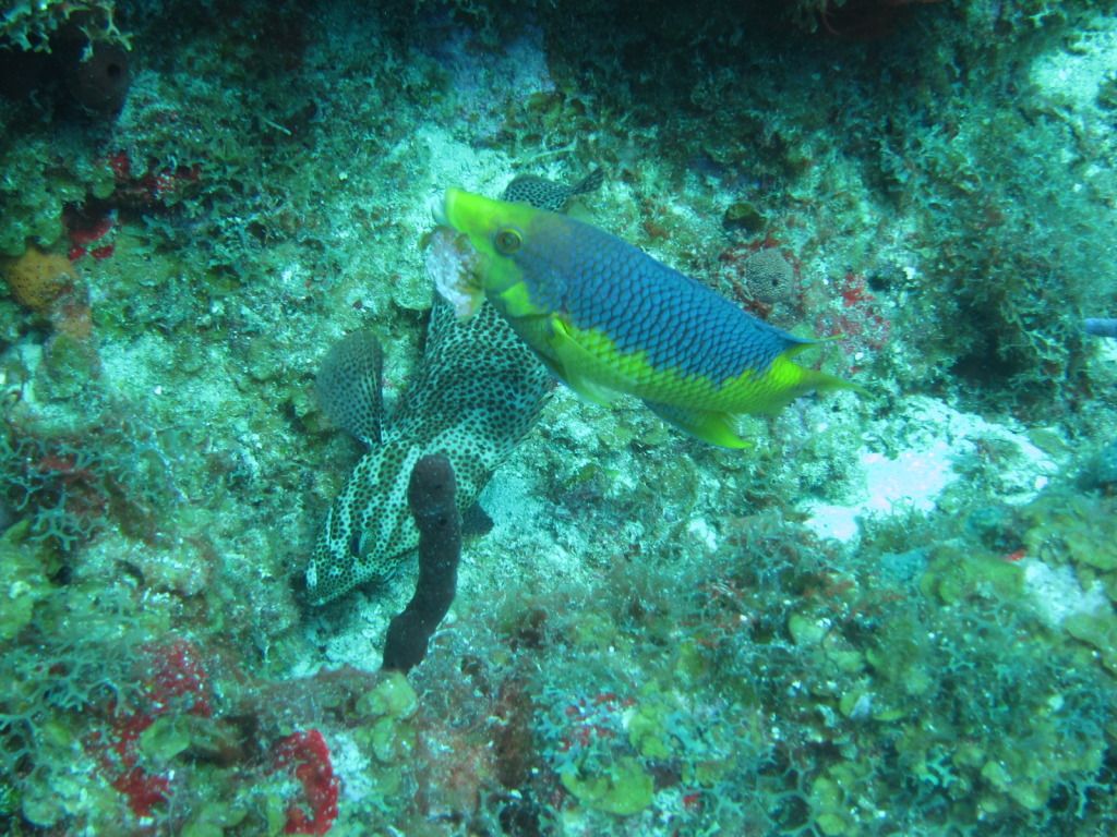 IMG_1245.jpg