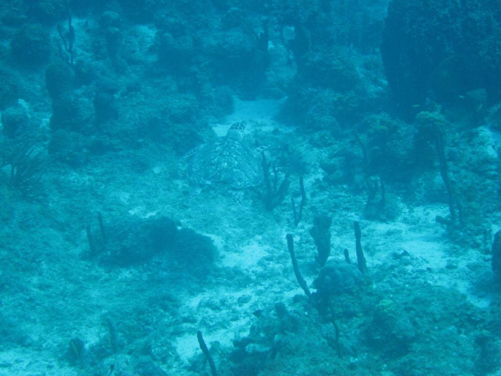 IMG_1274.jpg