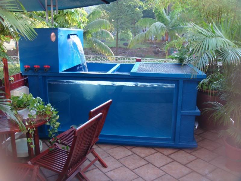 CichlidForum • big blue koi tubs