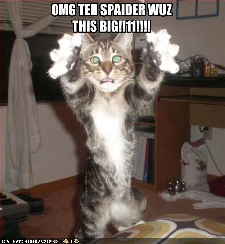 http://img.photobucket.com/albums/v72/VonDad/Funny%20Cats/funny-pictures-cat-saw-a-really-big.jpg