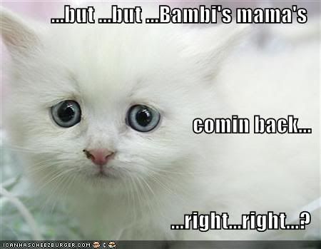 [Bild: funny-pictures-sad-white-kitten-bam.jpg]