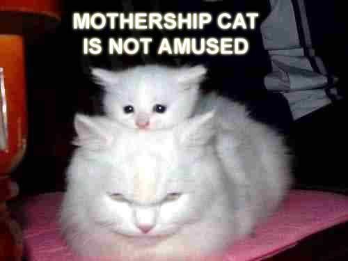 mothershipcat.jpg