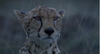 [Image: cheetah-rain_zps985d4fd9.gif]