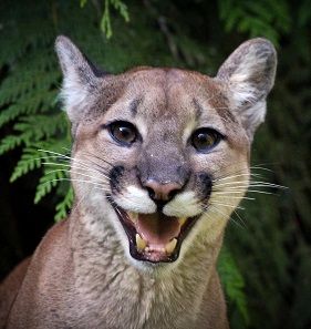 [Image: cougar-smile-athena-mckinzie-SM_zps540a7edc.jpg]