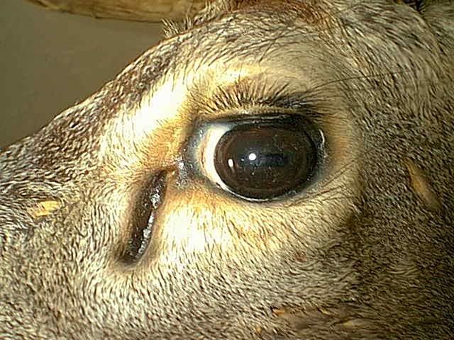 Image15_Buck_-_Eye.jpg