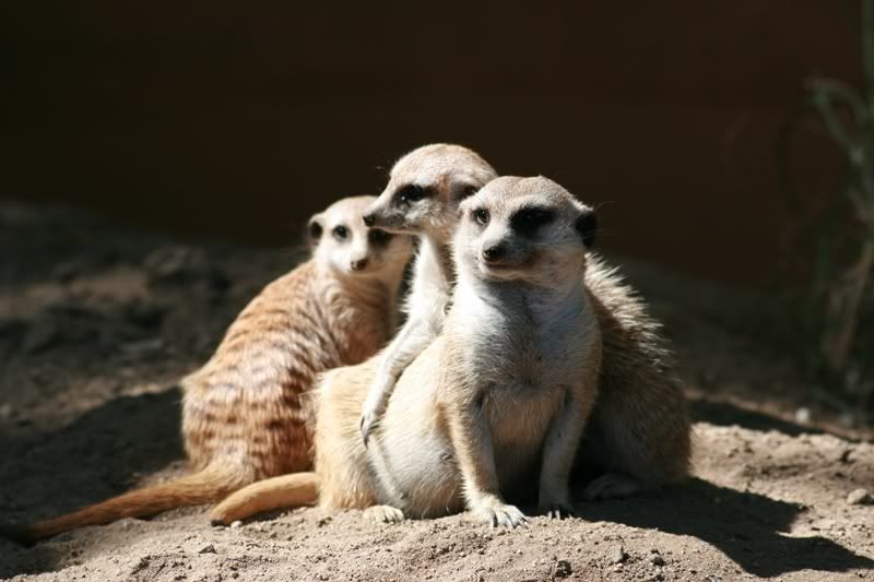 IMAGE: http://img.photobucket.com/albums/v72/myasshurts/IMG_0865e.jpg