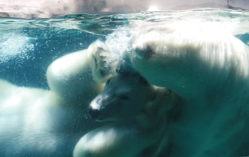 IMAGE: http://img.photobucket.com/albums/v72/myasshurts/IMG_1214e-2.jpg