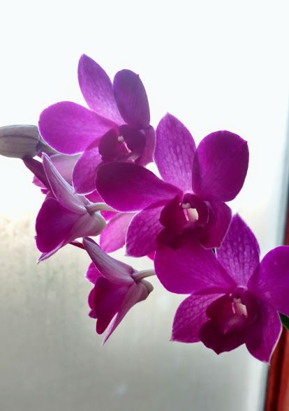  photo orchid bloom 11-2016_zpstizipbe7.jpg