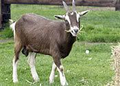 goatST010606_175x125.jpg