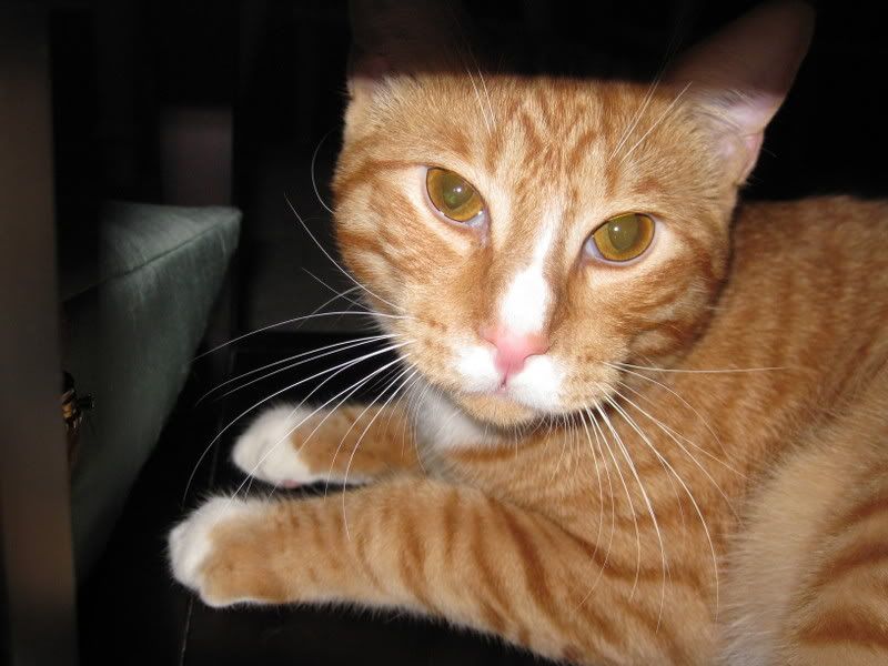 hobbes1