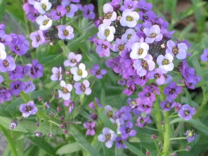 alyssum