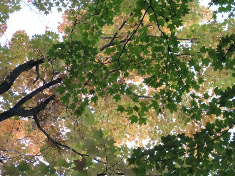 Leaves 3