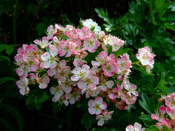 Queen_of_the_May_in_June_-_geographorguk_-_1346819