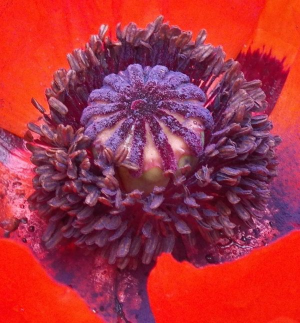 poppy