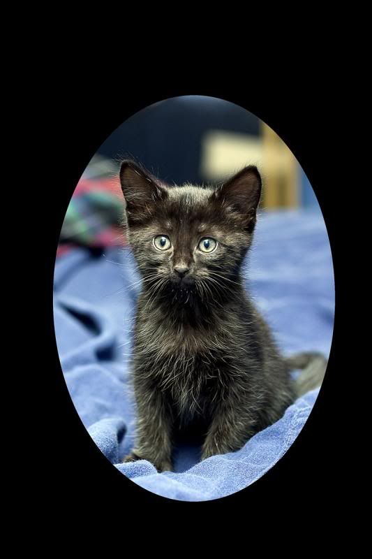 IMAGE: http://img.photobucket.com/albums/v721/viperx27/Cats/42340652.jpg