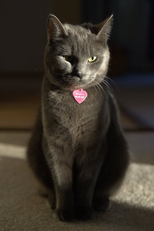 IMAGE: http://img.photobucket.com/albums/v721/viperx27/Cats/IG3Q2241.jpg