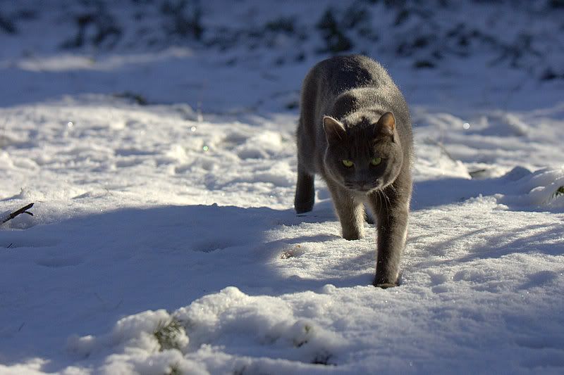 IMAGE: http://img.photobucket.com/albums/v721/viperx27/Cats/IG3Q2304.jpg